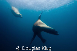 Blue Water Play. Sea Lions streaking through blue water o... by Douglas Klug 
